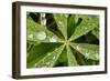 Dew Drops Cover The Star Shaped Leaves Of Lupine Flowers In The Paradise Valley Of Mount Rainier NP-Jay Goodrich-Framed Photographic Print