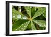 Dew Drops Cover The Star Shaped Leaves Of Lupine Flowers In The Paradise Valley Of Mount Rainier NP-Jay Goodrich-Framed Photographic Print