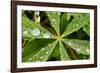 Dew Drops Cover The Star Shaped Leaves Of Lupine Flowers In The Paradise Valley Of Mount Rainier NP-Jay Goodrich-Framed Photographic Print