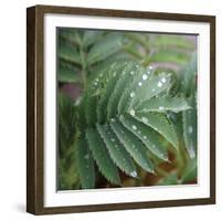 Dew Drops I-Nicole Katano-Framed Photo