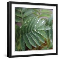 Dew Drops I-Nicole Katano-Framed Photo