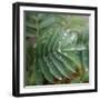 Dew Drops I-Nicole Katano-Framed Photo