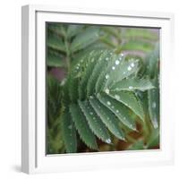 Dew Drops I-Nicole Katano-Framed Photo