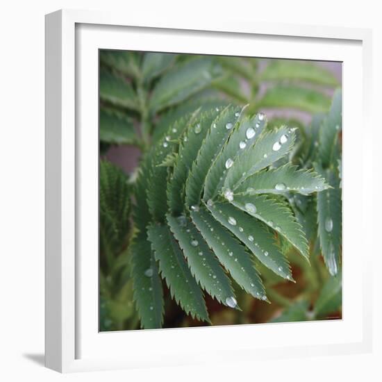 Dew Drops I-Nicole Katano-Framed Photo