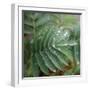 Dew Drops I-Nicole Katano-Framed Photo