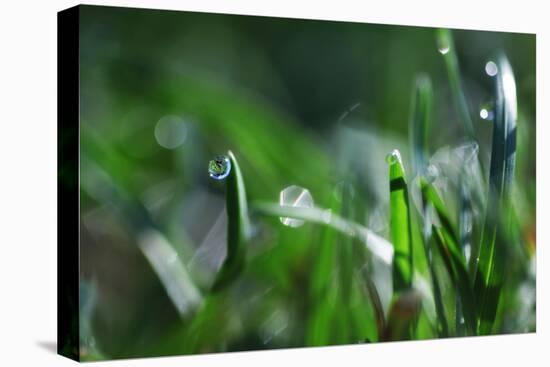 Dew Drops I-Leesa White-Stretched Canvas