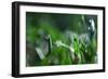 Dew Drops I-Leesa White-Framed Photographic Print