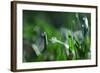 Dew Drops I-Leesa White-Framed Photographic Print