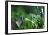 Dew Drops I-Leesa White-Framed Photographic Print