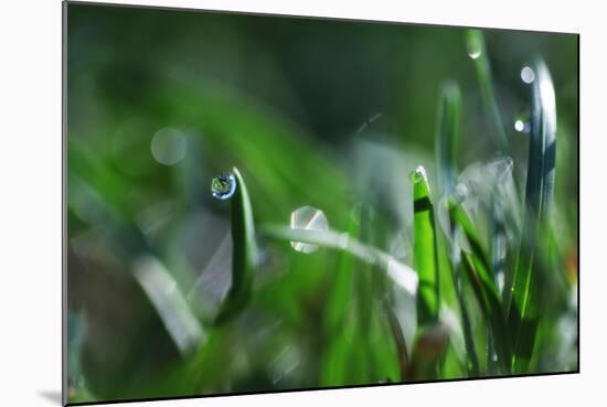 Dew Drops I-Leesa White-Mounted Photographic Print