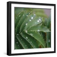 Dew Drops II-Nicole Katano-Framed Photo