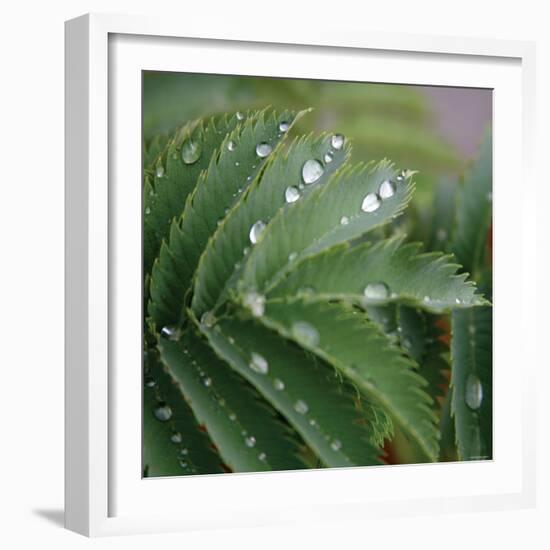 Dew Drops II-Nicole Katano-Framed Photo