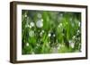 Dew Drops II-Leesa White-Framed Photographic Print