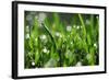 Dew Drops III-Leesa White-Framed Photographic Print