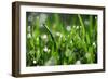 Dew Drops III-Leesa White-Framed Photographic Print