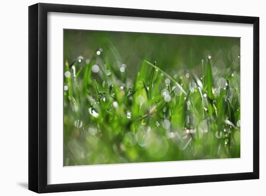 Dew Drops IV-Leesa White-Framed Photographic Print