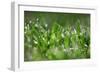 Dew Drops IV-Leesa White-Framed Photographic Print