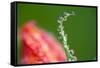 Dew Drops on a Flower Stem-Craig Tuttle-Framed Stretched Canvas