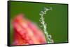 Dew Drops on a Flower Stem-Craig Tuttle-Framed Stretched Canvas