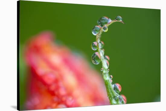 Dew Drops on a Flower Stem-Craig Tuttle-Stretched Canvas