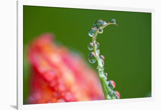 Dew Drops on a Flower Stem-Craig Tuttle-Framed Photographic Print