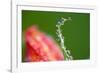 Dew Drops on a Flower Stem-Craig Tuttle-Framed Photographic Print