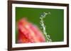 Dew Drops on a Flower Stem-Craig Tuttle-Framed Photographic Print