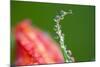 Dew Drops on a Flower Stem-Craig Tuttle-Mounted Photographic Print