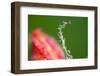 Dew Drops on a Flower Stem-Craig Tuttle-Framed Photographic Print