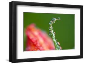 Dew Drops on a Flower Stem-Craig Tuttle-Framed Photographic Print