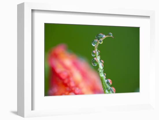 Dew Drops on a Flower Stem-Craig Tuttle-Framed Photographic Print