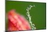 Dew Drops on a Flower Stem-Craig Tuttle-Mounted Photographic Print