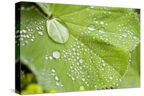 Dew Drops on a Leaf-Craig Tuttle-Stretched Canvas