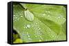 Dew Drops on a Leaf-Craig Tuttle-Framed Stretched Canvas