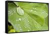 Dew Drops on a Leaf-Craig Tuttle-Framed Stretched Canvas