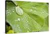 Dew Drops on a Leaf-Craig Tuttle-Stretched Canvas