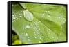 Dew Drops on a Leaf-Craig Tuttle-Framed Stretched Canvas