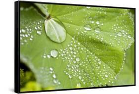 Dew Drops on a Leaf-Craig Tuttle-Framed Stretched Canvas