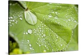 Dew Drops on a Leaf-Craig Tuttle-Stretched Canvas