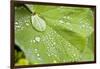 Dew Drops on a Leaf-Craig Tuttle-Framed Photographic Print