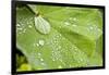 Dew Drops on a Leaf-Craig Tuttle-Framed Photographic Print