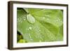 Dew Drops on a Leaf-Craig Tuttle-Framed Photographic Print