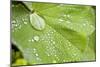 Dew Drops on a Leaf-Craig Tuttle-Mounted Photographic Print