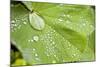 Dew Drops on a Leaf-Craig Tuttle-Mounted Photographic Print