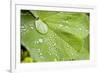 Dew Drops on a Leaf-Craig Tuttle-Framed Photographic Print