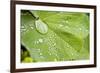 Dew Drops on a Leaf-Craig Tuttle-Framed Photographic Print