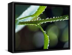 Dew Drops on a Twig-null-Framed Stretched Canvas