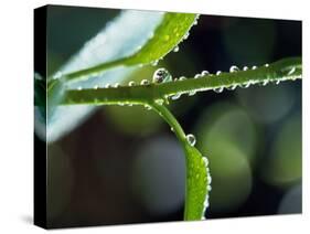 Dew Drops on a Twig-null-Stretched Canvas