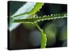 Dew Drops on a Twig-null-Stretched Canvas