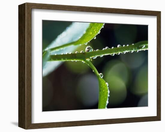 Dew Drops on a Twig-null-Framed Photographic Print